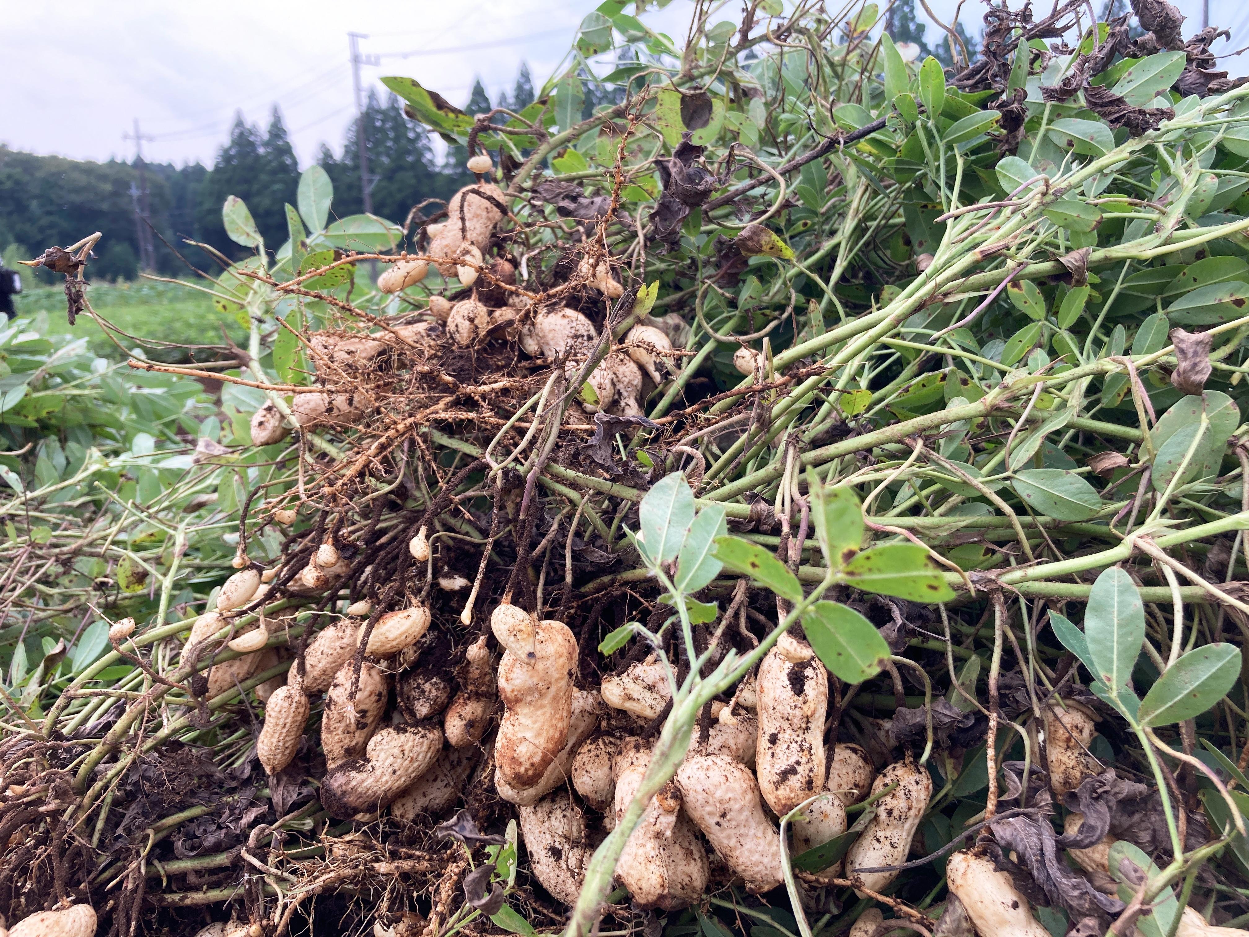 やさいバス/生落花生（おおまさり）（500gパック）