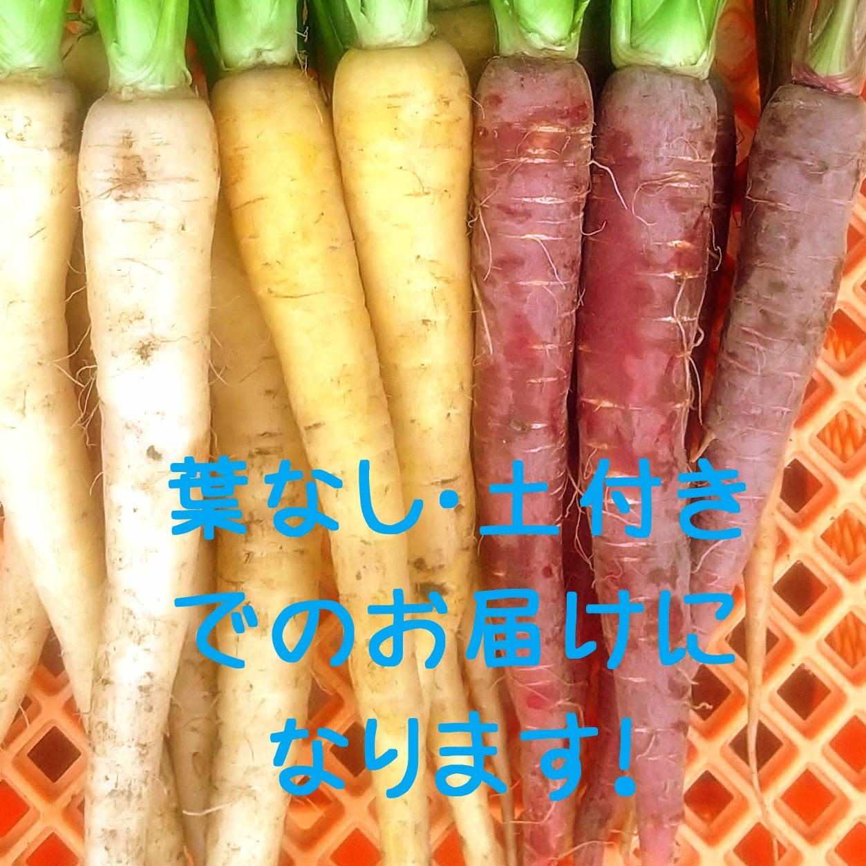 やさいバス/カラフルにんじん 1.5㎏ 18本前後【葉なし・土付き】